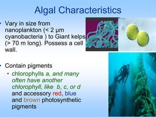 Algal Characteristics
• Vary in size from
nanoplankton (< 2 µm
cyanobacteria ) to Giant kelps
(> 70 m long). Possess a cel...
