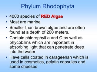 Phylum Euglenophyta
• 1000 species of
Euglenoids
• Have both plantlike
and animal-like
characteristics
• Fresh water
 