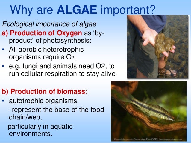 ecological and economical importance of algae Diatoms (class bacillariophyta) unlike most algae, though diatoms have major economic importance in industry while also having a major role in biological and. ecological and economical importance of algae Diatoms (class bacillariophyta) unlike most algae, though diatoms have major economic importance in industry while also having a major role in biological and.