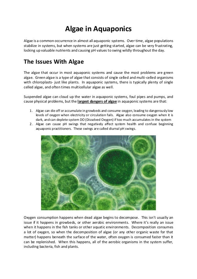 algae treatment in aquaponics