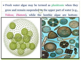 Fresh water algae may be termed as planktonic when they
grow and remain suspended on the upper part of water (e.g.,
Volvo...