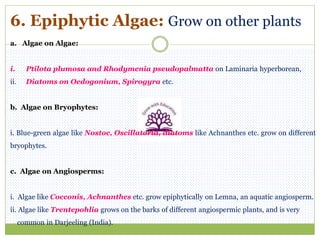 6. Epiphytic Algae: Grow on other plants
a. Algae on Algae:
i. Ptilota plumosa and Rhodymenia pseudopalmatta on Laminaria ...