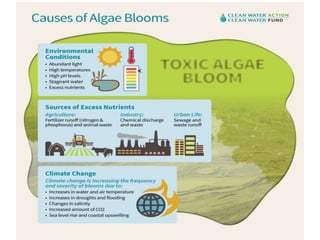 Problems and Control of Algae in water supply | PPTX