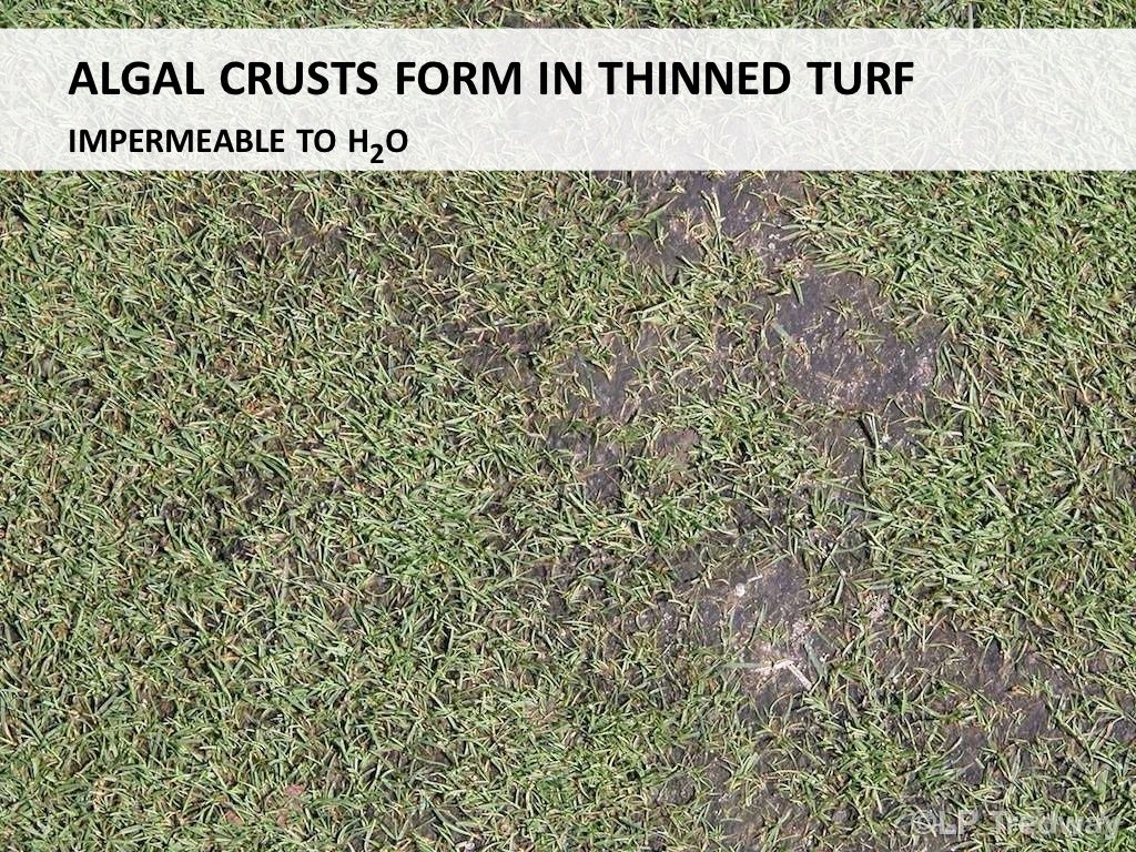 Algae management for golf course putting greens.