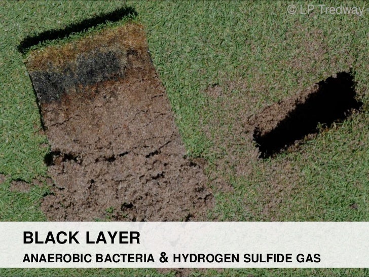 Algae management for golf course putting greens.