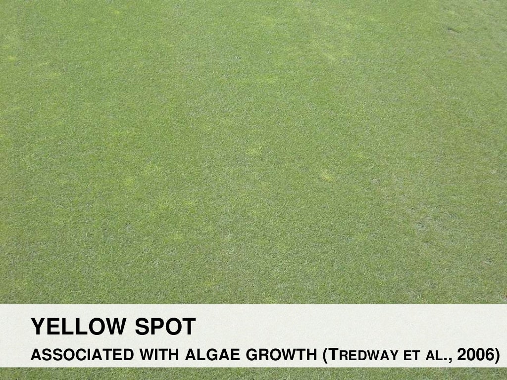 Algae management for golf course putting greens.