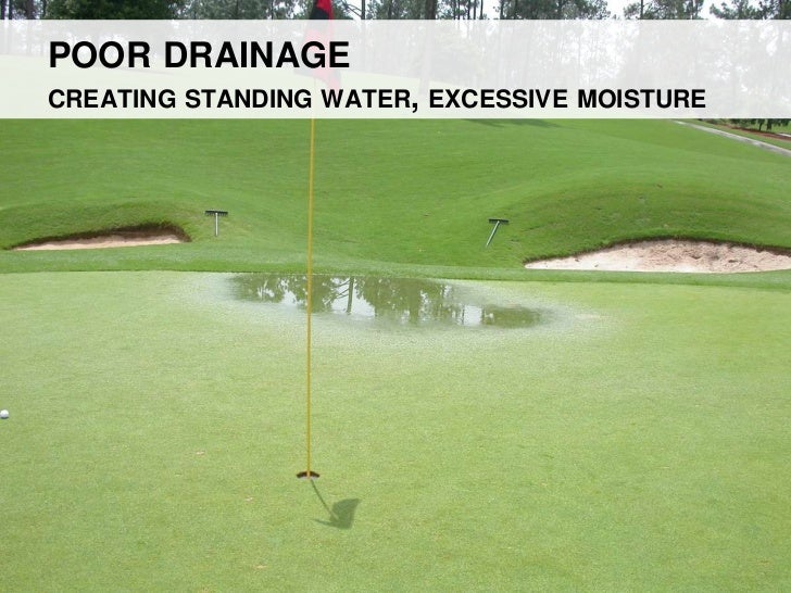 Algae management for golf course putting greens.