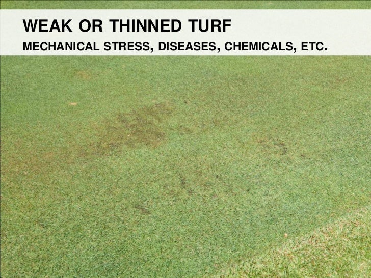 Algae management for golf course putting greens.