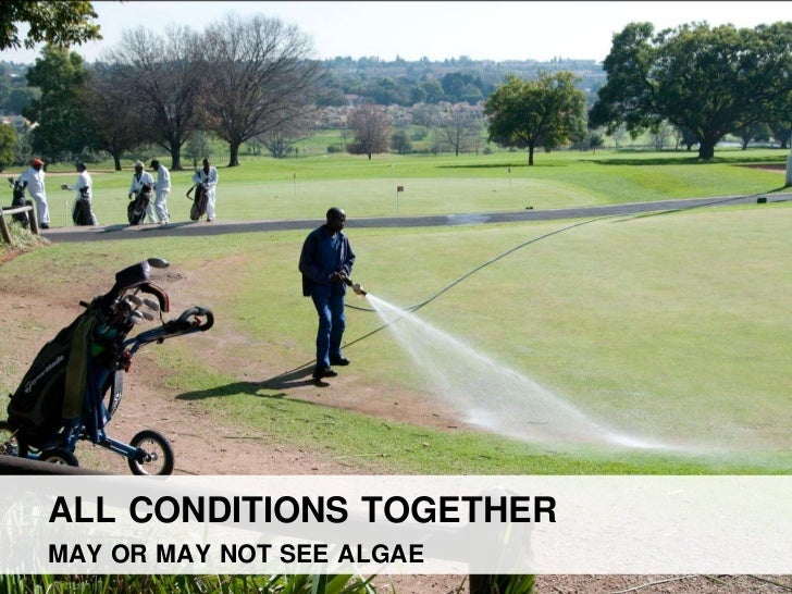 Algae management for golf course putting greens.