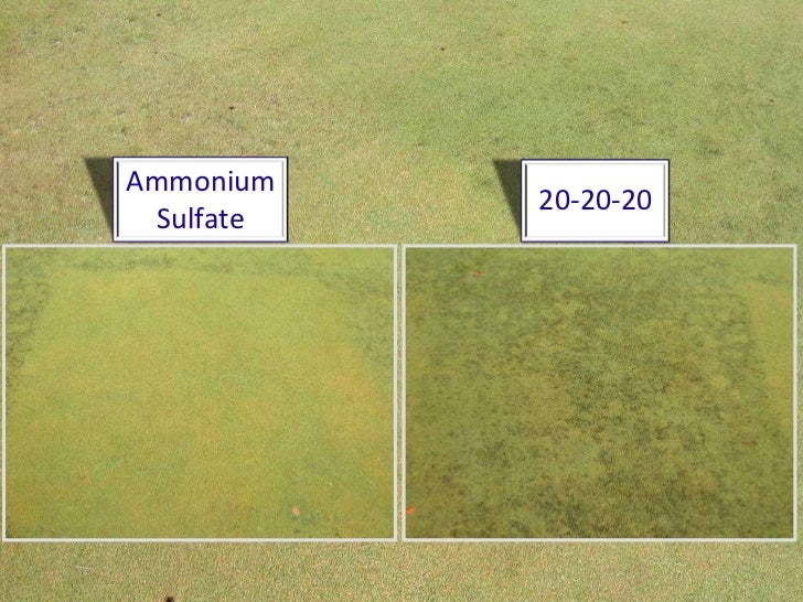 Algae management for golf course putting greens.