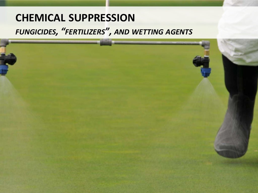 Algae management for golf course putting greens.