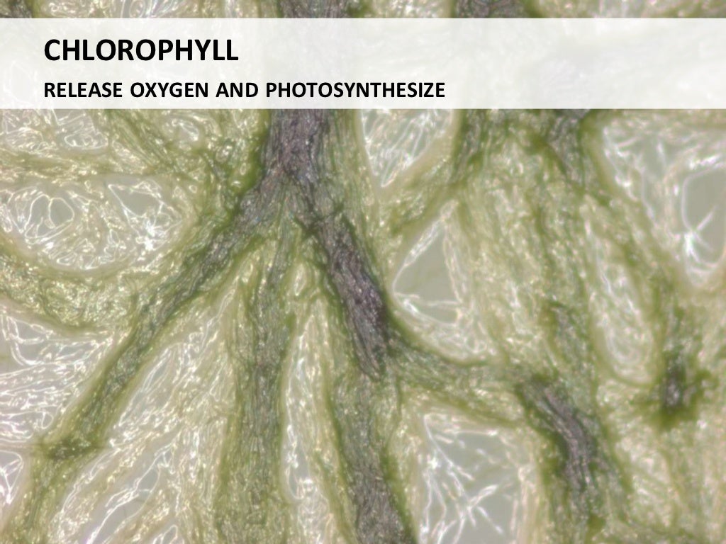 Algae management for golf course putting greens.