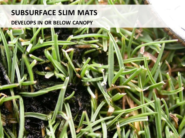 Algae management for golf course putting greens.