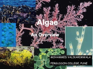 Algae
An Overview
MOHAMMED VALIKARIMWALA
FERGUSSON COLLEGE, PUNE
 