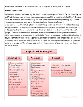 Aplanospore formation. G. Autospore formation, H. Isogamy. I. Anisogamy. J. Ooganiy.
Asexual Reproduction
Asexual reproduction is achieved by the production of various types of spores. Except Cyanophyceae
and Rhodophyceae, most of the groups produce zoospores which are mottle unicells (Fig.1E). In some
cases the zoospores loose their motility and such spores are called aplanospores (Fig.1F). In some,
the aplanospores appear identical to the parent cell and these are referred to
as autospores (e.g., Chlorella, Fig.1G). Sometimes the aplanospores thicken their walls and develop
into hypnospores. The endospores and exospores of Cyanophyceae, monospores, tetraspores etc. of
red algae are other types of asexual spores. These are described in detail under the individual
groups. In reproduction the word 'swarmer' is commonly used for a motile spore which behaves
either as a zoospore or as a gamete. In multicellular forms the spores may be formed in all cells or it
may be restricted to well defined 'sporangia'. In Phaeophyceae two kinds of sporangia are known: 1.
plurilocular and 2. unilocular. The former is multicellular and produce swarmers which can be either
gametes or zoospores. The unilocular sporangia produce a number of swarmers which are always
asexual in nature.
 