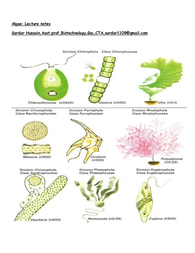 Algae Notes 1