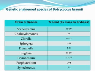 Genetic engineered species of Botrycoccus braunii


     Strain or Species     % Lipid (by mass on drybasis)


      Scenedesmus                      12-40

     Chalmydomonas                       21

         Clorella                      14-22

        Spirogyra                      11-21

        Dunaliella                      6-8

         Euglena                       14-20

       Prymnesium                      22-38

      Porphyredium                      9-14

       Synechoccus                       11
 