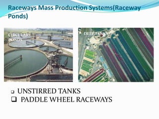 Raceways Mass Production Systems(Raceway
Ponds)

CIRCULAR              DEEP TANKS
PONDS




 UNSTIRRED TANKS
  PADDLE WHEEL RACEWAYS
 