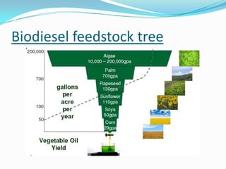 Biodiesel feedstock tree
 