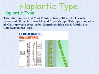 Haplontic Type
Haplontic Type:
This is the Simplest and Most Primitive type of life-cycle. The other
patterns of life cycle have originated from this type. This type is found in
all Chlorophyceae except a few. Sometimes this is called Ulothrix or
Chlamydomonad type.
 