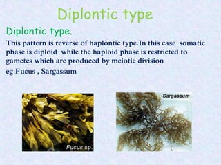 Diplontic type
Diplontic type.
This pattern is reverse of haplontic type.In this case somatic
phase is diploid while the haploid phase is restricted to
gametes which are produced by meiotic division
eg Fucus , Sargassum
 