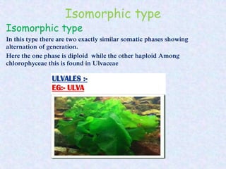 Isomorphic type
Isomorphic type
In this type there are two exactly similar somatic phases showing
alternation of generation.
Here the one phase is diploid while the other haploid Among
chlorophyceae this is found in Ulvaceae
 