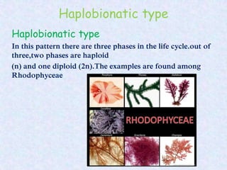 Haplobionatic type
Haplobionatic type
In this pattern there are three phases in the life cycle.out of
three,two phases are haploid
(n) and one diploid (2n).The examples are found among
Rhodophyceae
 