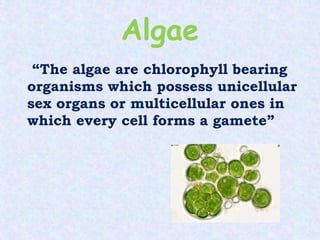 Algae
“The algae are chlorophyll bearing
organisms which possess unicellular
sex organs or multicellular ones in
which every cell forms a gamete”
 