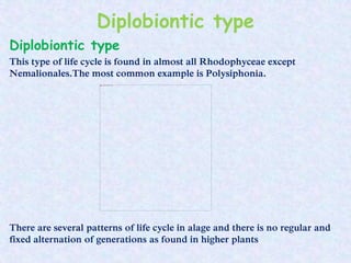 Diplobiontic type
Diplobiontic type
This type of life cycle is found in almost all Rhodophyceae except
Nemalionales.The most common example is Polysiphonia.
There are several patterns of life cycle in alage and there is no regular and
fixed alternation of generations as found in higher plants
 
