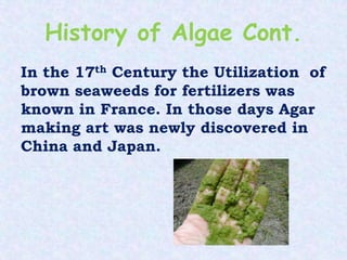 History of Algae Cont.
In the 17th Century the Utilization of
brown seaweeds for fertilizers was
known in France. In those days Agar
making art was newly discovered in
China and Japan.
 
