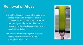 Algae presentation | PPTX