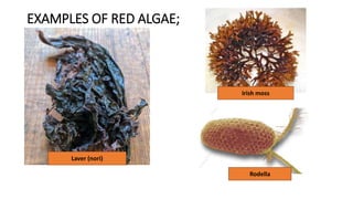 Laver Algae ALGAE & PROTOZOA1 seminar prepared by student.pptx