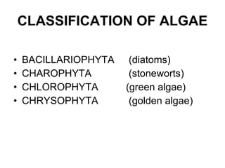 CLASSIFICATION OF ALGAE <ul><li>BACILLARIOPHYTA  (diatoms) </li></ul><ul><li>CHAROPHYTA  (stoneworts) </li></ul><ul><li>CH...