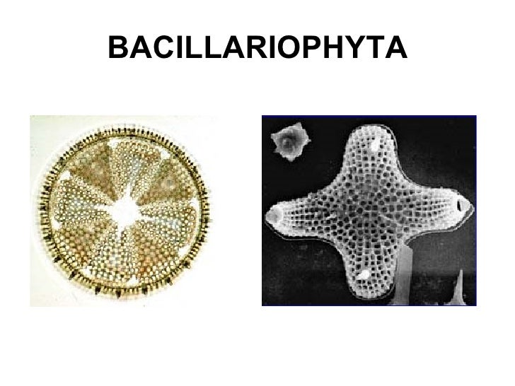 Image result for Bacillariophyta