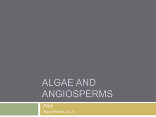 ALGAE AND
ANGIOSPERMS
Alex
Slipperlimpet.co.uk
 
