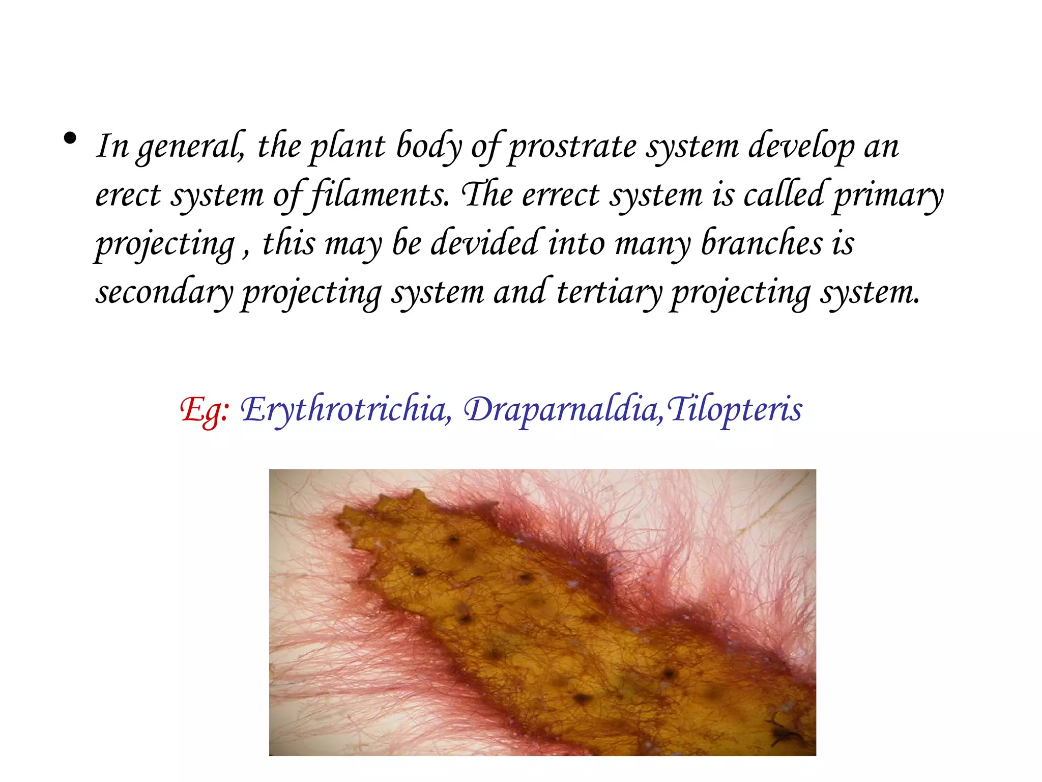 • In general, the plant body of prostrate system develop an
erect system of filaments. The errect system is called primary
projecting , this may be devided into many branches is
secondary projecting system and tertiary projecting system.
Eg: Erythrotrichia, Draparnaldia,Tilopteris
 