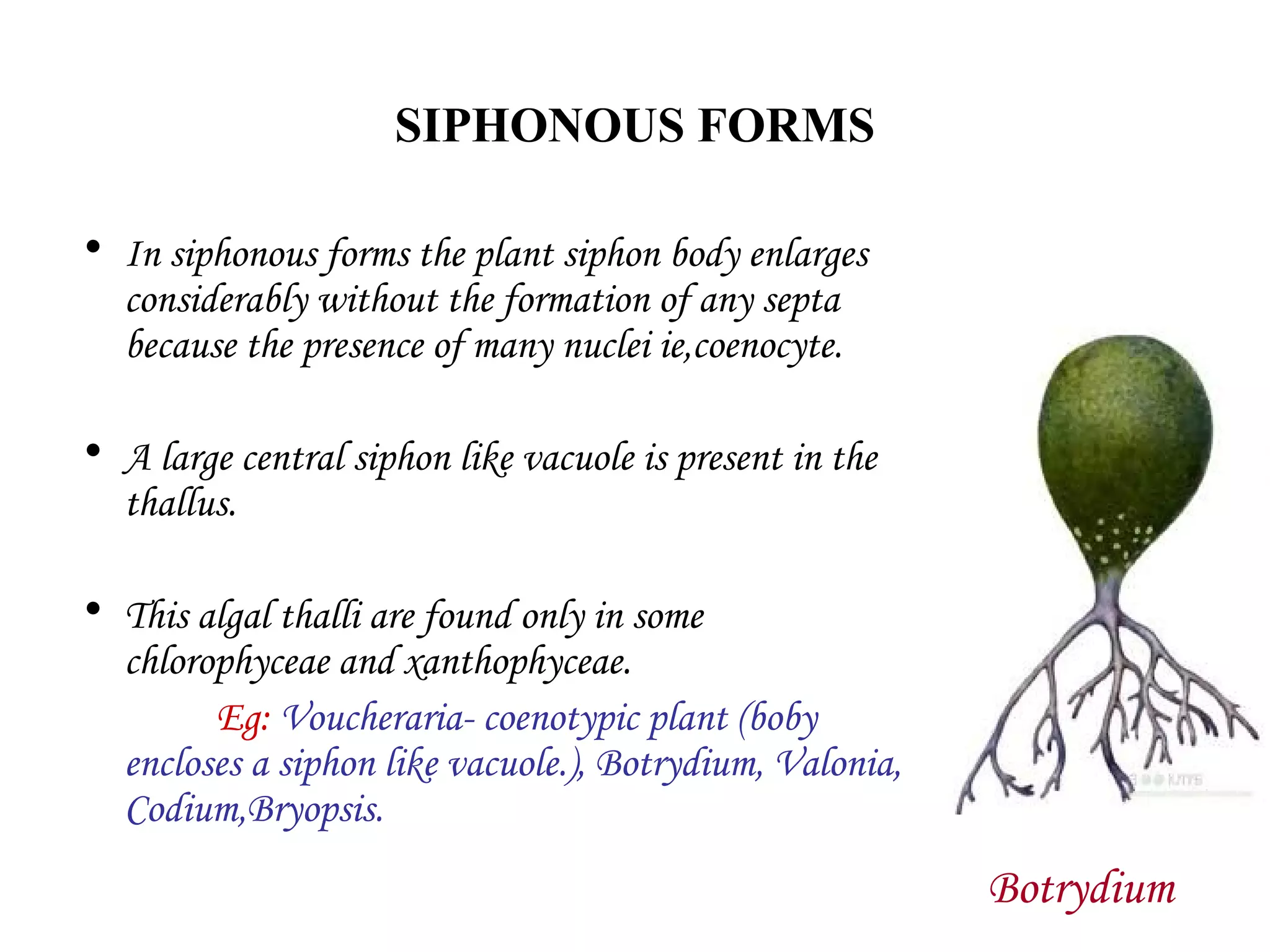 SIPHONOUS FORMS
• In siphonous forms the plant siphon body enlarges
considerably without the formation of any septa
because the presence of many nuclei ie,coenocyte.
• A large central siphon like vacuole is present in the
thallus.
• This algal thalli are found only in some
chlorophyceae and xanthophyceae.
Eg: Voucheraria- coenotypic plant (boby
encloses a siphon like vacuole.), Botrydium, Valonia,
Codium,Bryopsis.
Botrydium
 