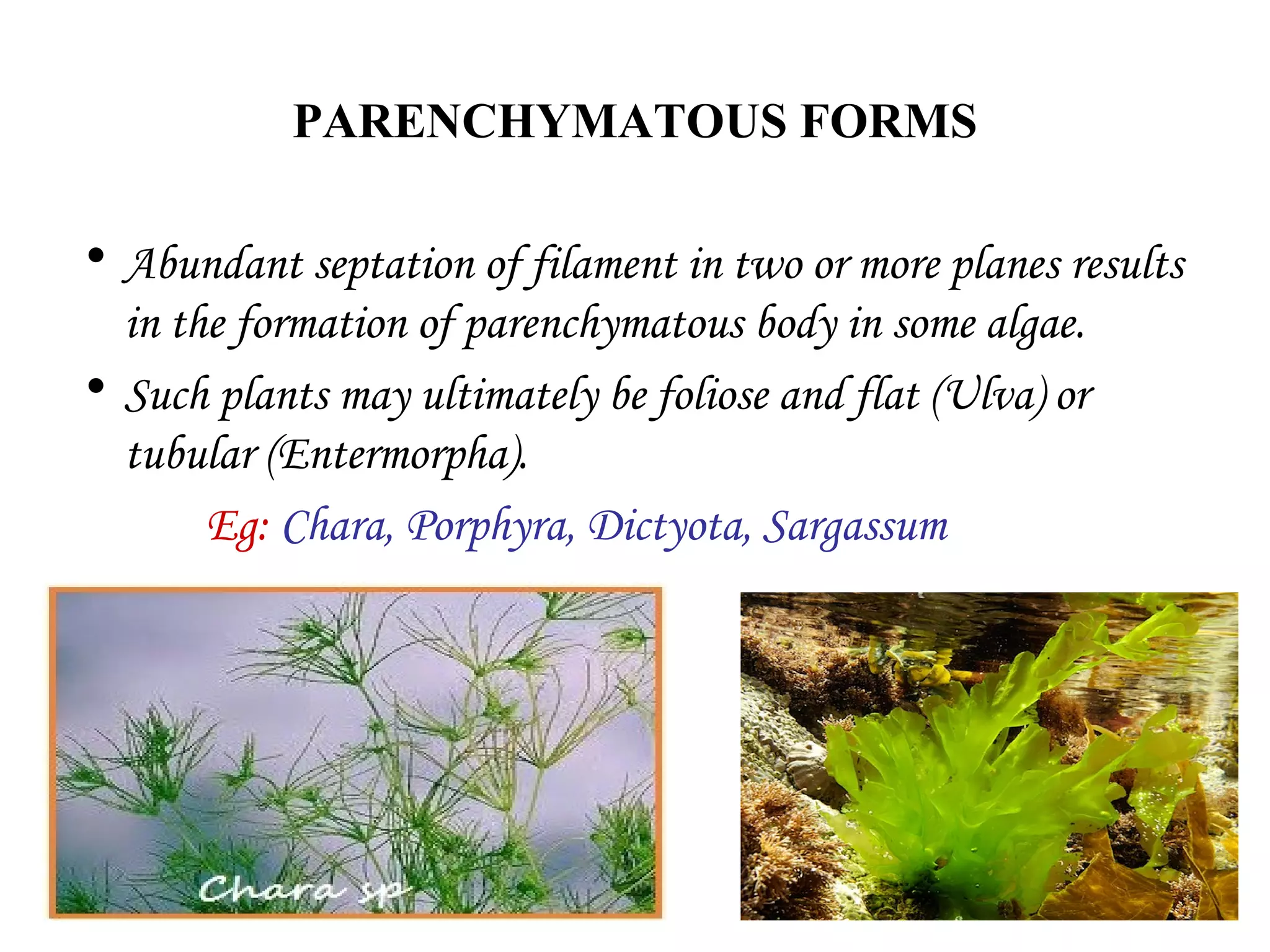 PARENCHYMATOUS FORMS
• Abundant septation of filament in two or more planes results
in the formation of parenchymatous body in some algae.
• Such plants may ultimately be foliose and flat (Ulva) or
tubular (Entermorpha).
Eg: Chara, Porphyra, Dictyota, Sargassum
 