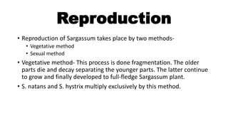 Reproduction
• Reproduction of Sargassum takes place by two methods-
• Vegetative method
• Sexual method
• Vegetative method- This process is done fragmentation. The older
parts die and decay separating the younger parts. The latter continue
to grow and finally developed to full-fledge Sargassum plant.
• S. natans and S. hystrix multiply exclusively by this method.
 