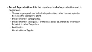 • Sexual Reproduction- It is the usual method of reproduction and is
oogamous.
• The sex organs produced in flask-shaped cavities called the conceptacles
borne on the sporophyte plant.
• Development of conceptacles.
• Development of sex organs. For male it is called as Antheridia whereas in
female it is called Oogonium.
• Fertilisation.
• Germination of Zygote.
 