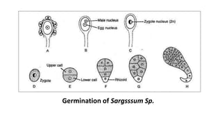 Germination of Sargsssum Sp.
 