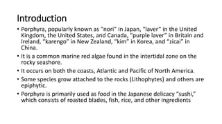 Introduction
• Porphyra, popularly known as “nori” in Japan, “laver” in the United
Kingdom, the United States, and Canada, “purple laver” in Britain and
Ireland, “karengo” in New Zealand, “kim” in Korea, and “zicai” in
China.
• It is a common marine red algae found in the intertidal zone on the
rocky seashore.
• It occurs on both the coasts, Atlantic and Pacific of North America.
• Some species grow attached to the rocks (Lithophytes) and others are
epiphytic.
• Porphyra is primarily used as food in the Japanese delicacy “sushi,”
which consists of roasted blades, fish, rice, and other ingredients
 