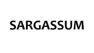 SARGASSUM
 