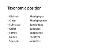 Taxonomic position
• Division- Rhodophyta
• Class- Rhodophyceae
• Sub-class- Bangiodeae
• Order- Bangiales
• Family- Bangiaceae
• Genus- Porphyra
• Species- umbilicus
 
