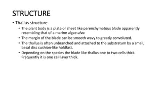STRUCTURE
• Thallus structure
• The plant body is a plate or sheet like parenchymatous blade apparently
resembling that of a marine algae ulva.
• The margin of the blade can be smooth wavy to greatly convoluted.
• The thallus is often unbranched and attached to the substratum by a small,
basal disc cushion-like holdfast.
• Depending on the species the blade like thallus one to two cells thick.
Frequently it is one cell layer thick.
 
