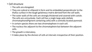 • Cell structure
• The cells are elongated.
• They are cubical or ellipsoid in form and lie embedded perpendicular to the
thallus surface in the tough gelatinous matrix derived from the cell walls.
• The outer walls of the cells are strongly thickened and covered with cuticle.
The cells are uninucleate. Each cell has a single large axile stellate
chromatophore(Pigment containing cells) with a centrally located pyrenoid.
• In certain species there are two chromatophore in each cell.
• The nucleus lies adjacent to the chromatophore but between the adjacent
cells.
• The growth is intercalary.
• It takes place by the division of cells at intervals irrespective of their position.
 