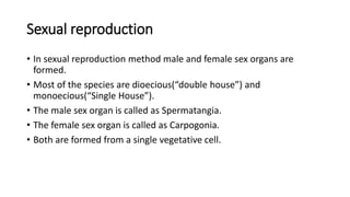 Sexual reproduction
• In sexual reproduction method male and female sex organs are
formed.
• Most of the species are dioecious(“double house”) and
monoecious(“Single House”).
• The male sex organ is called as Spermatangia.
• The female sex organ is called as Carpogonia.
• Both are formed from a single vegetative cell.
 