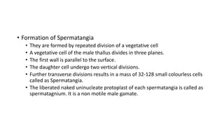 • Formation of Spermatangia
• They are formed by repeated division of a vegetative cell
• A vegetative cell of the male thallus divides in three planes.
• The first wall is parallel to the surface.
• The daughter cell undergo two vertical divisions.
• Further transverse divisions results in a mass of 32-128 small colourless cells
called as Spermatangia.
• The liberated naked uninucleate protoplast of each spermatangia is called as
spermatagnium. It is a non motile male gamate.
 