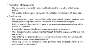 • Formation of Carpogonia
• The carpogonia is formed by slight modification in the vegetative cell of female
thallus.
• The swallon cell undergoes no division. Its protoplast functions directly as an egg.
• Fertilisation
• The carpogonium extends to the thallus surface one or both the ends by giving out a
small papillate outgrowth which is considered as rudimentary trichogyne.
• In those sp which don’t have trichogyne, a narrow process occurs containing a thin
stream of cytoplasm.
• It establishes a connection between spermatium and carpogonium.
• Then the spermatatial nucleus migrates through it into the carpogonium to fuse with
egg nucleus.
• After entering the protoplast divides through meiosis and makes 8-32 uninucleate
haploid meiospore known as carpospores.
• These carpospores are then released and germinated and produced amoeboid cell
and matured to new species.
 