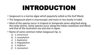 INTRODUCTION
• Sargassum is a marine algae which popularly called as the Gulf Weed.
• The Sargassum plant is macroscopic and more or less bushy in habit.
• Most of the species occur in tropical or temperate zones attached along
the rocky shores. Some species occur along the Indian coast(East and West)
and that of the Australian sea and also in Japan.
• Name of some common Indian Sargassum Sp. Is-
a) S. tennerimum
b) S. carpophyllum
c) S. Duplication
d) S. Plagiophyllum
e) S. ilicifolium
f) S. mycosystum
 